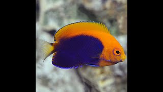 New Flameback Angelfish [upl. by Vinny]