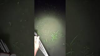 Night spearfishing for torch light fishing nightfishing spearfishing fishingtips [upl. by Larrej]