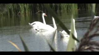 Swan LakeHet Zwanenmeer TsjaikovskiПётр Ильич Чайковский [upl. by Docia869]