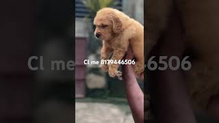 Golden Retriever puppies available trendingshorts viralreels viralshort reelsvideo reels [upl. by Ik]