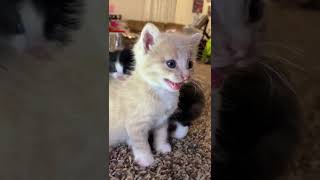 Kitten meows Play this to make your cat go crazy [upl. by Ruvolo]