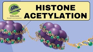 Histone Acetylation  Histone  Biodotcom  histone CSIR DBT GATE [upl. by Delgado]