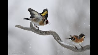 les oiseaux du jardin bouvreuil chardonneret verdier mésanges [upl. by Coryden]