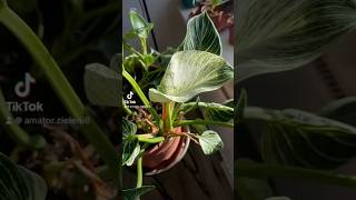 Philodendron Birkin zasięgi plants dc nature foryou plantcare flowers [upl. by Strauss]