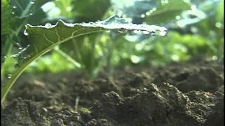 Fertilizers SoilPlantNutrient Relationships Part 1 amp 2 [upl. by Ecirahc463]