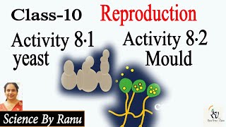 Activity 81 amp 82 Yeast amp Mould Class10 Biology Ch 8 How do Organisms Reproduce Science by Ranu [upl. by Atinal]