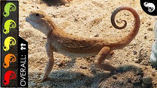 Toad headed Agama The Best Pet Lizard [upl. by Trenna]