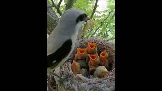 Post Math16M  Babies of Longtailed shrike birds cannot eat larg postmath birds animalsbest19M [upl. by Enomes]