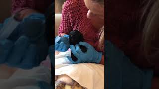 Puppy worming using Drontal solution  2 weeks old [upl. by Amsirac]