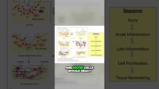 Wound Healing Time Lapse Discover How Cells React to Injuries [upl. by Mallina938]