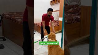 House cleaning staff dog goldenretriever doglover puppy [upl. by Anauqat]