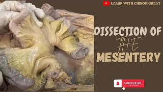 DISSECTION OF THE MESENTERY OF THE SMALL AND LARGE INTESTINE [upl. by Atela]