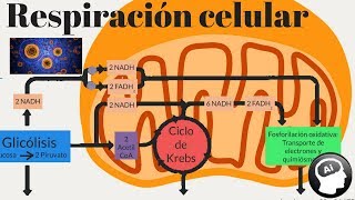 Respiración celular [upl. by Marybelle299]