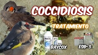 COCCIDIOSIS Tratamiento [upl. by Eruot]