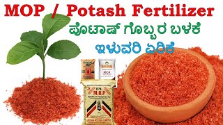 POTASH fertilizer  ಪೊಟ್ಯಾಷ್ ರಸಗೊಬ್ಬರ  MOP Fertilizer in Kannada  KFertilizer  Potassium K [upl. by Riley]