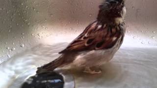 Fratz der Spatz badet  Zeitlupe Sony Xperia Z3 [upl. by Assilana]