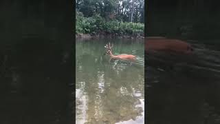 Deer with EHD Drowns [upl. by Elleinnod71]