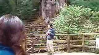 屋久島 縄文杉でウクレレを弾く plays a ukulele in jomon sugi yakushima [upl. by Elvina]