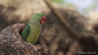 Behaviour of Alexandrine Parakeet Female Parrot [upl. by Mariejeanne]