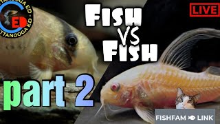 Fish vs Fish Croys part 2 [upl. by Inava121]