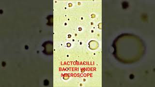 LACTOBACILLI BACTERIA UNDER MICROSCOPE short shorts viral trending [upl. by Lawler515]