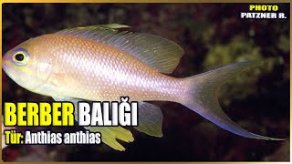 Berber Balığı Hakkında Bilgi  Anthias anthias  Akdeniz Balıkları [upl. by Akinas]