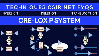 Cre Lox P Recombination System Cre Lox P Cre recombinase CSIR NET PYQs [upl. by Beora]