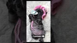 Choose a Dog 🐶 for your Bro❤️part2pets dogs shorts [upl. by Aicnatsnoc]