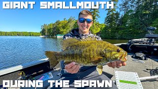 Smallmouth Bass Fishing the Spawn in Northern WisconsinMorning Day 1 Minocqua 2024 [upl. by Erusaert442]