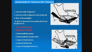 17 Digastric triangle [upl. by Oona]