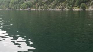 Harbour porpoise in Geirangerfjord [upl. by Collar]