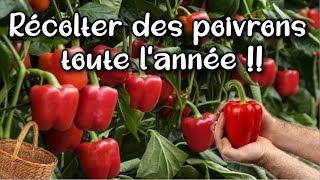 En Permaculture Comment récolter des 🌶️ Poivrons 🌶️ toute lannée même lhiver et sans jardin [upl. by Tabbatha490]