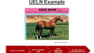 Ms Summer Stoffel  Why Equine Identification amp Traceability [upl. by Enelyak]