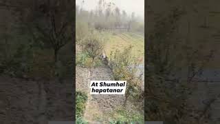 Viral VideoBlack bearspotted roaming in Shumhal Anantnag lush landscape kashmir [upl. by Aicatsana51]