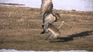 Sandhill Cranes 2011Upclose Mating [upl. by Hedda]