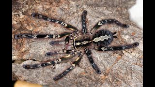 Sprzątanie Terrarium Poecilotheria ornataPTASZNIK UCIEKŁ [upl. by Alrahs177]