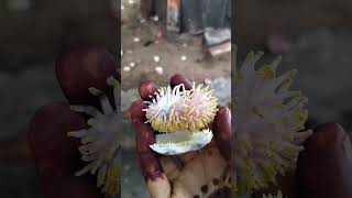 Parijathampuvulu night blooming flowersnagalingampuvuludevotional siva youtubeshorts [upl. by Firehs]