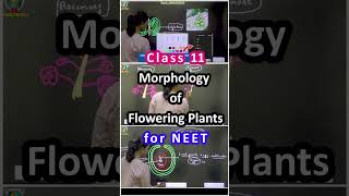 Morphology of Flowering Plants Class 11 NEET in English [upl. by Lenoil]