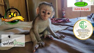 Two new baby orphan monkeys arrive each with their own little story Darby back to surgery [upl. by Norene]