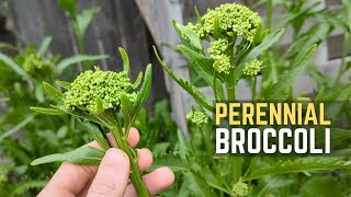 Get Easy amp Delicious Broccoli With This UNSTOPPABLE Perennial [upl. by Littlejohn]