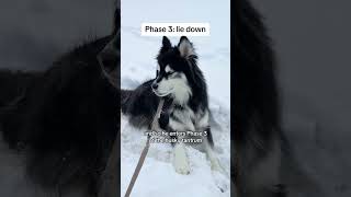 Phases of the husky tantrum husky huskies dogs funnydogvideos [upl. by Dang]