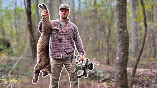 Huge Bobcat w a Bow PUBLIC LAND BOWHUNTING [upl. by Wyler]