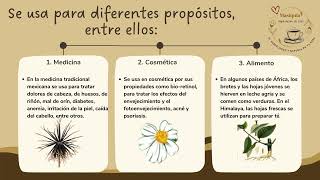 TODO SOBRE LA MASIQUIA BIDENS PILOSA [upl. by Ahsya]