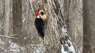 Pileated Woodpecker working on a tree [upl. by Ondrej]