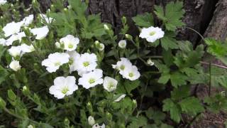 Arenaria montana  BergSandkraut Mountain Sandwort [upl. by Etyak]