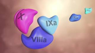 Coagulation Cascade Animation  Physiology of Hemostasis [upl. by Aivatnuhs]