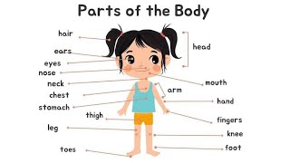 parts of bodybody parts nameeyescheekearbodyparts kids kidsvideo kidssong youtube [upl. by Otsuaf735]