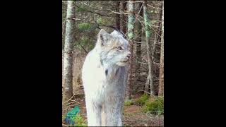 Stunning footage of a lynx in northern Minnesota [upl. by Laux]