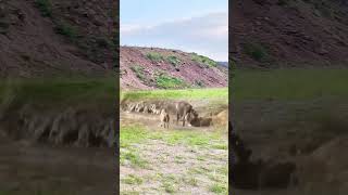 Bison vs Lion Animal Power Competition Wild Animals Closeup Lion [upl. by Sibylla444]