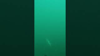 1 meter Red Steenbras spearfishing [upl. by Nonnarb]